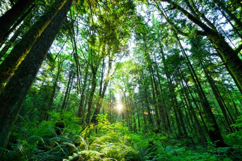 Our Journey to Sustainability